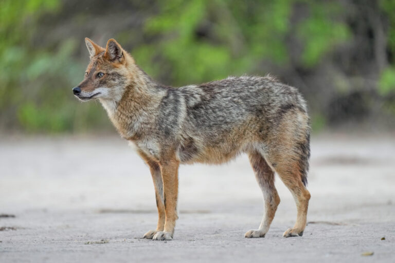 Photo of a golden jackal.