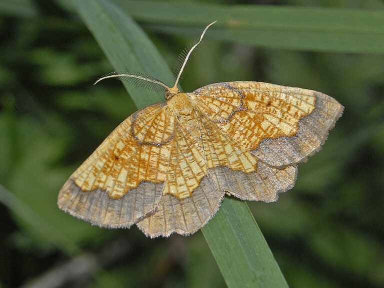Photo of dark bordered beauty moth