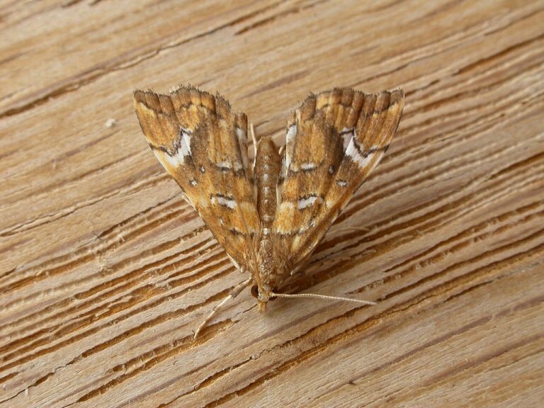 Photo of golden-brown fern moth
