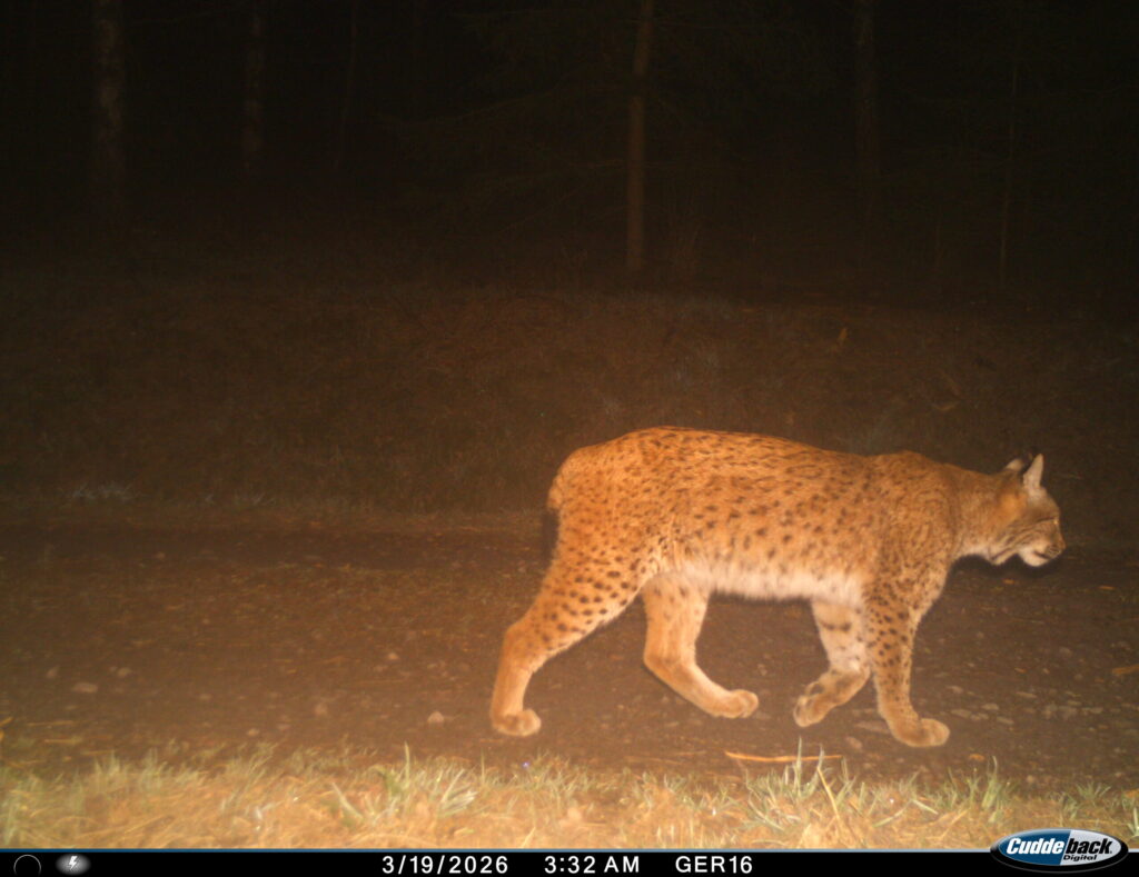 Image of a lynx